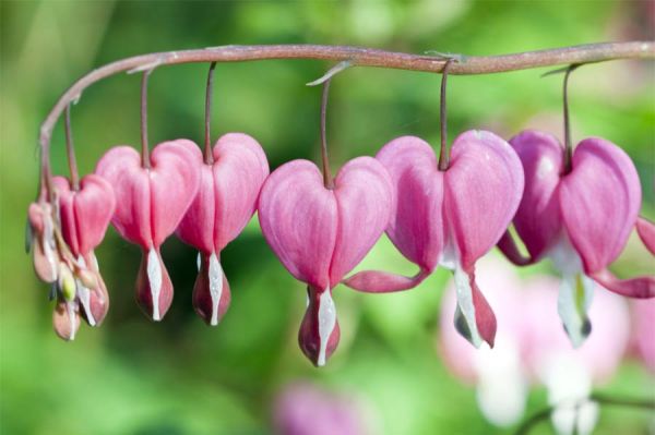 Tränende Herz (Dicentra spectabilis)