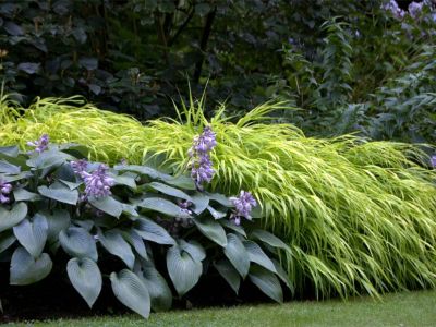 Hakonechloa – das grüne Wogen