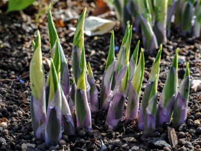 Küchenschelle (Pulsatilla)