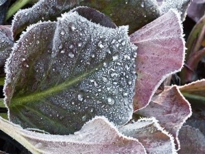 Bergenien-Sorten (Bergenia-cordifolia-Hybriden)