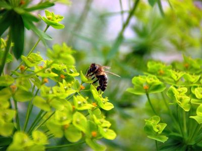 Von Bienchen und Blümchen