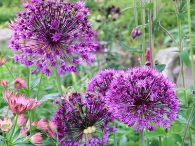 Kugellauch (Allium aflatunense ‚Purple Sensation’)