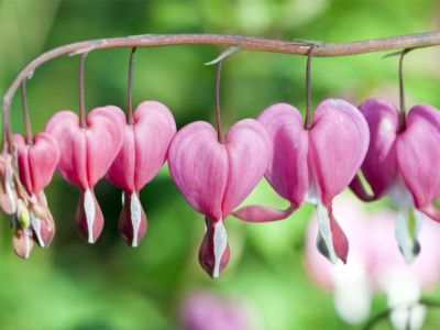 Tränende Herz (Dicentra spectabilis)