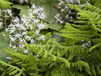 Zweiblättrige Schattenblümchen (Maianthemum bifolium)