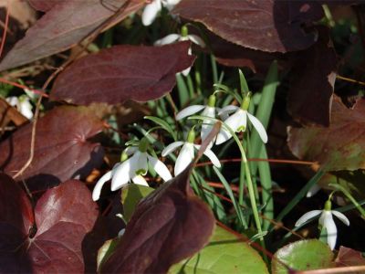 Frühlingsblüher wie das Schneeglöckchen läuten im Garten die Saison der bunten und frischen Farben ein.