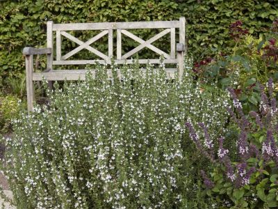 Calamintha nepeta