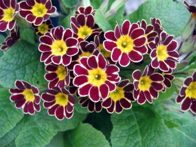 Primula elatior 'Silver Lace'