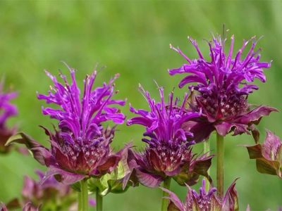 Monarda (’Bee Free‘)