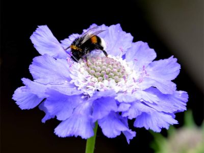 Skabiosen (Scabiosa)