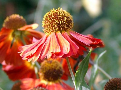 Sonnenbraut (Helenium)