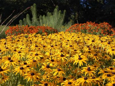 Sonnenhut (Rudbeckia, Bildvordergrund)