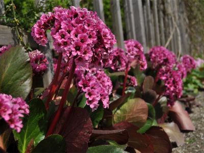 Sträußchen: ‚David‘ (Bergenia Hybride)