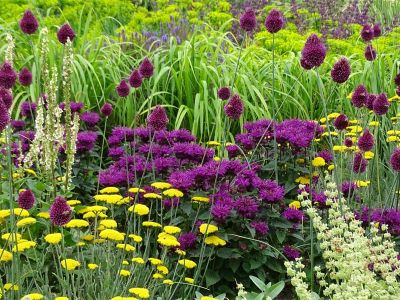 Das knallt! Powerfarben bringen den Garten zum Leuchten