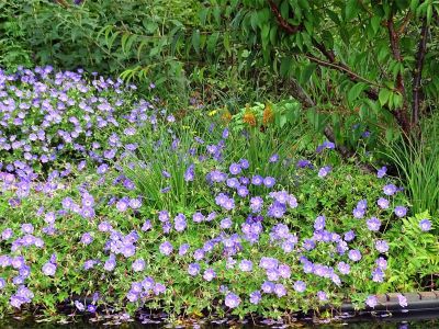 Vom Staudentrend und Trendstauden – Go green! Gärtnern ist angesagt und einfach wie nie zuvor