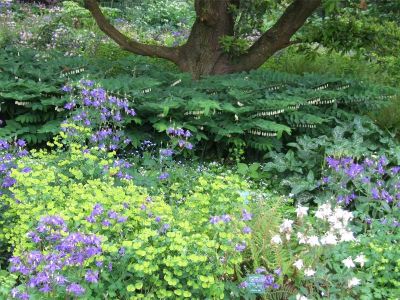 Salomonssiegel (Polygonatum), Aronstab (Arum italicum), Akelei (Aquilegia), Wolfsmilch (Euphorbia amygdaloides), Frauenmantel (Alchemilla) und Winkel-Segge (Carex remota)