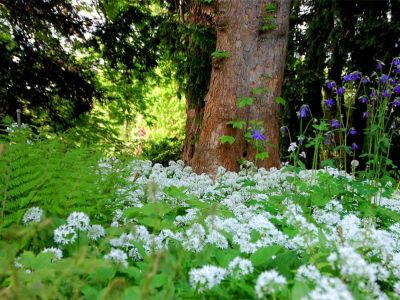 Farne und violettblaue Akelei (Aquilegia) lassen sich von den weißen Blütenwogen des Bärlauchs (Allium ursinum) umspülen.