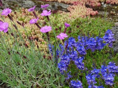 Zauberhafte Wildstauden – Unverzichtbar, wunderschön – und meist eher zahm als wild