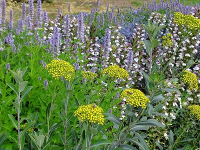 Duftnesseln (Agastache), Bärenklau (Acanthus) und Strauchiges Hasenohr (Bupleurum fruticosum) halten Hitze und Trockenheit gut aus.