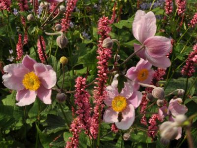 erenade in Rosarot Das Duo aus Herbst-Anemone ‚Septembercharme‘ (Anemone hupehensis)