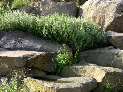 Duftende Bergminze (Calamintha) und zarte Gräser machen die Gebirgsszenerie zu einem Lieblingsplatz.