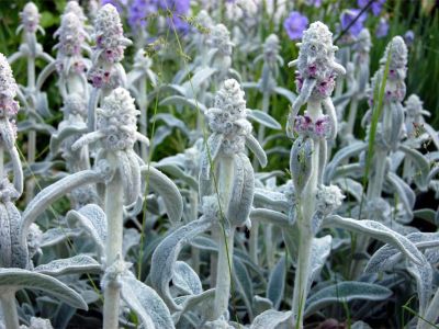 Wollziest (Stachys byzantina)