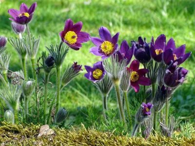 Küchenschelle (Pulsatilla)