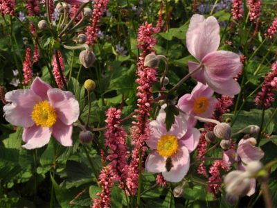 Herbst-Anemone (Anemone hupehensis 'September Charme')