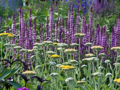 Schafgarben (Achillea filipendulina)