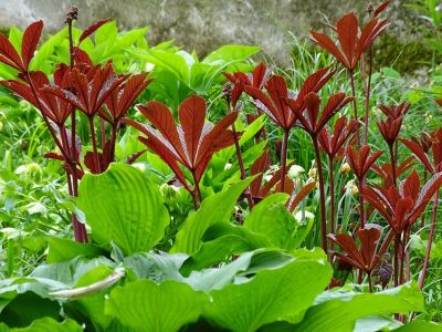 Fiederblättrige Schaublatt ‚Chocolate Wings‘ (Rodgersia pinnata)