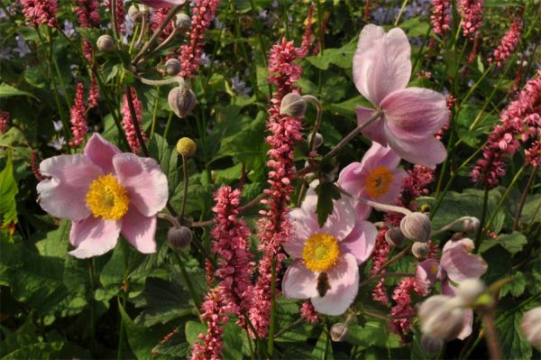 erenade in Rosarot Das Duo aus Herbst-Anemone ‚Septembercharme‘ (Anemone hupehensis)