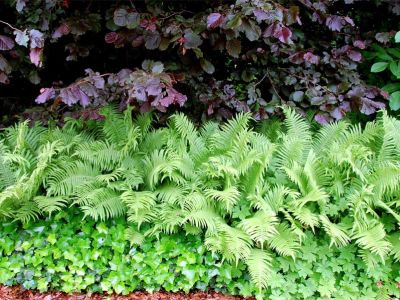 Blut-Buche (Fagus sylvatica ‚Purpurea‘)