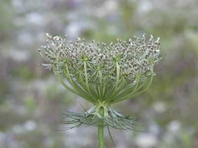 Blütenschirme im Garten