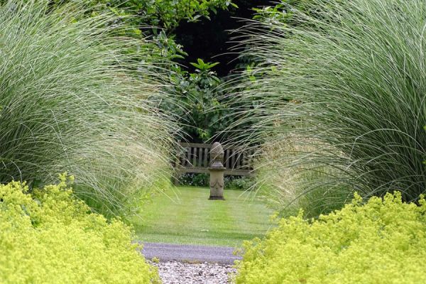 Frauenmantel (Alchemilla), Chinaschilf (z. B. Miscanthus sinensis ‚Morning Light‘) und Federgras (Stipa)