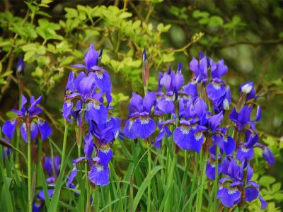 ie griechische Göttin Iris (Regenbogen) ist Namenspatronin dieser Staude.