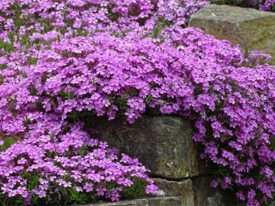 Multitalent: Polster-Phlox (Phlox subulata) wächst als Teppich oder lässt seine Matten wie ein Vorhang an Mauern herab.