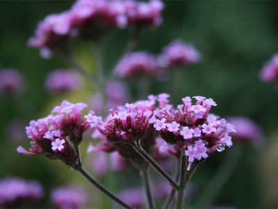 Argentinischen Eisenkrauts (Verbena bonariensis)