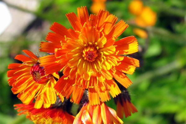 Orangerote Habichtskraut (Hieracium aurantiacum)