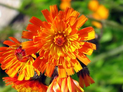 Orangerote Habichtskraut (Hieracium aurantiacum)