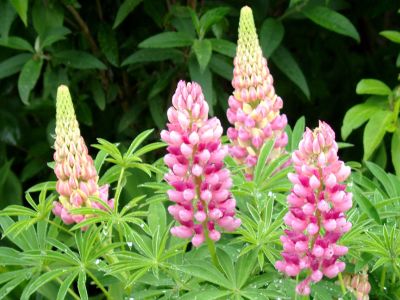 Zwerglupine (Lupinus Nanus Russel `Gallery Rosa´)