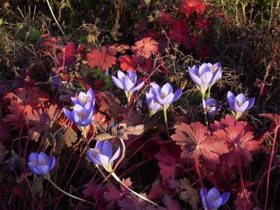 Storchschnabel (Geranium wlassovianum) und Herbstzeitlose (Crocus speciosus)