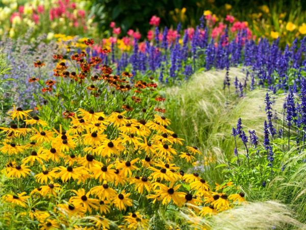 Einjährige geben in Staudenpflanzungen immer wieder ein anderes Blumenbild