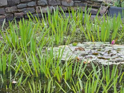 Seerosen (Nymphaea) und Krebsschere (Stratiotes aloides)