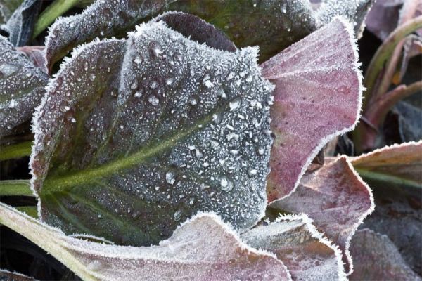 Bergenien-Sorten (Bergenia-cordifolia-Hybriden)