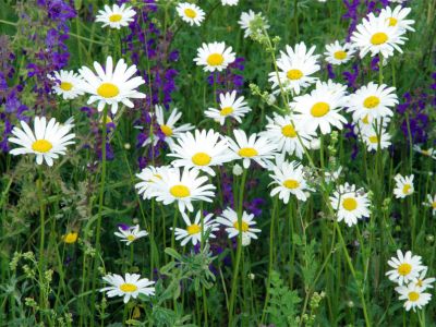 Glatthaferwiese blühen Salbei (Salvia pratensis) und Margeriten (Leucanthemum vulgare)