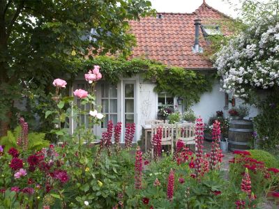 Blauregen (Wisteria) und Buchs-kugel (Buxus)