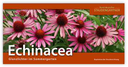 Falltblatt-Echinacea