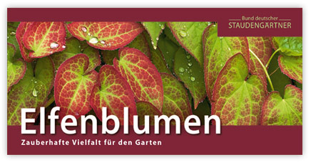 Falltblatt-Elfenblume