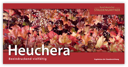 Falltblatt-Heuchera