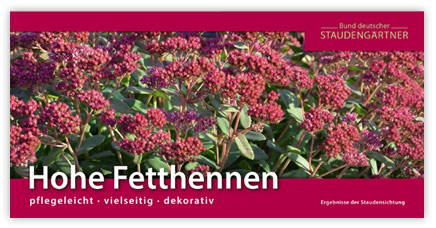 Falltblatt-Sedum (Hohe Fetthenne)