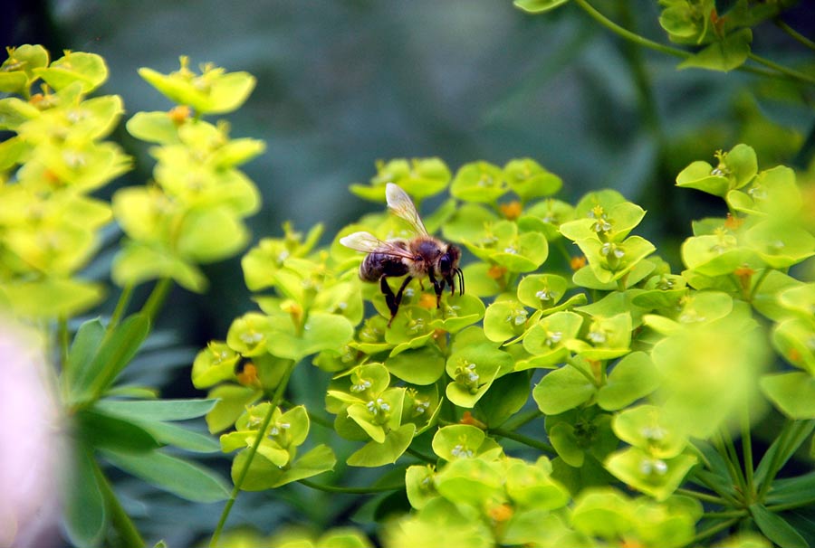 Insektenfreundlich